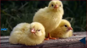 أسعار الكتاكيت.. تحديث بورصة الدواجن اليوم الأربعاء 8 أكتوبر 2025